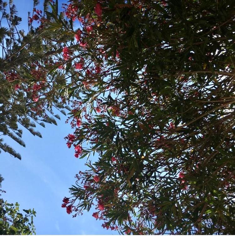 Giardino Dell'Impossibile Di Antonino Campo Daire Favignana Dış mekan fotoğraf